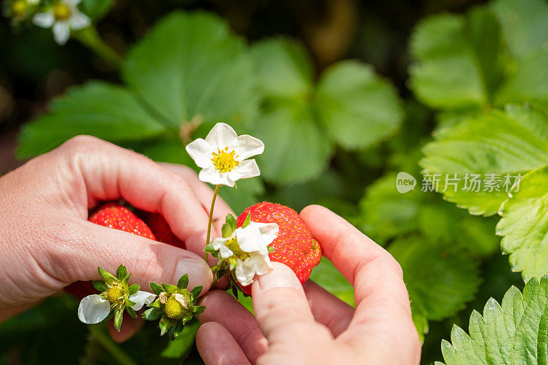 摘草莓