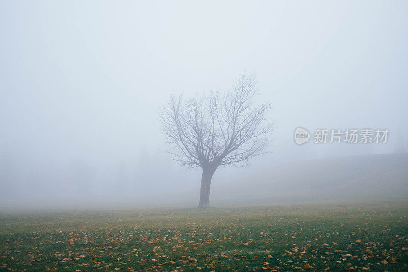 浓雾下孤零零的一棵树