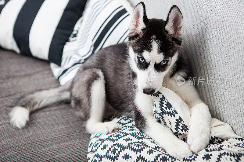 小狗西伯利亚雪橇犬