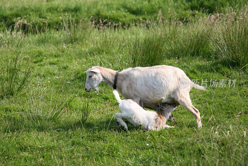 山羊妈妈和小山羊