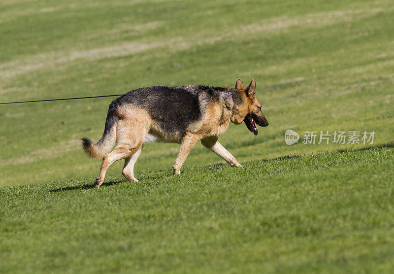 德国牧羊犬