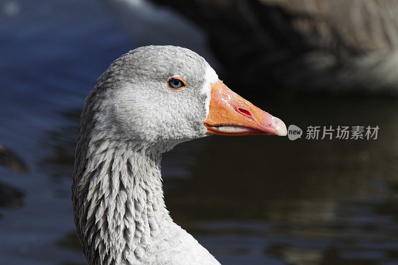 家养灰鹅的概况