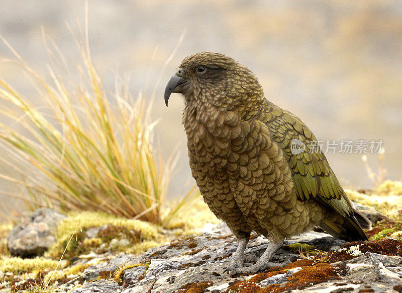 kea