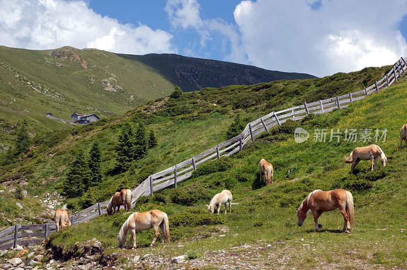 山里的哈夫林格马