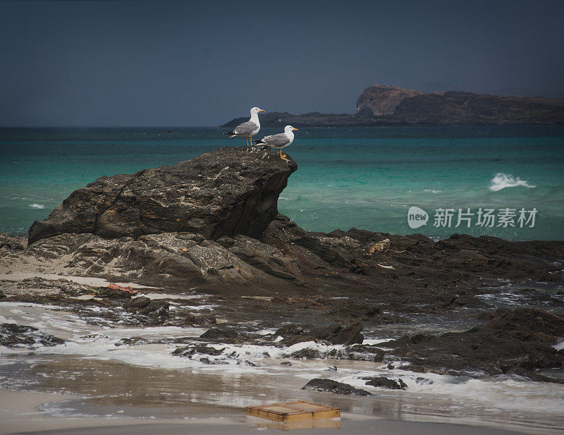 一对海鸥