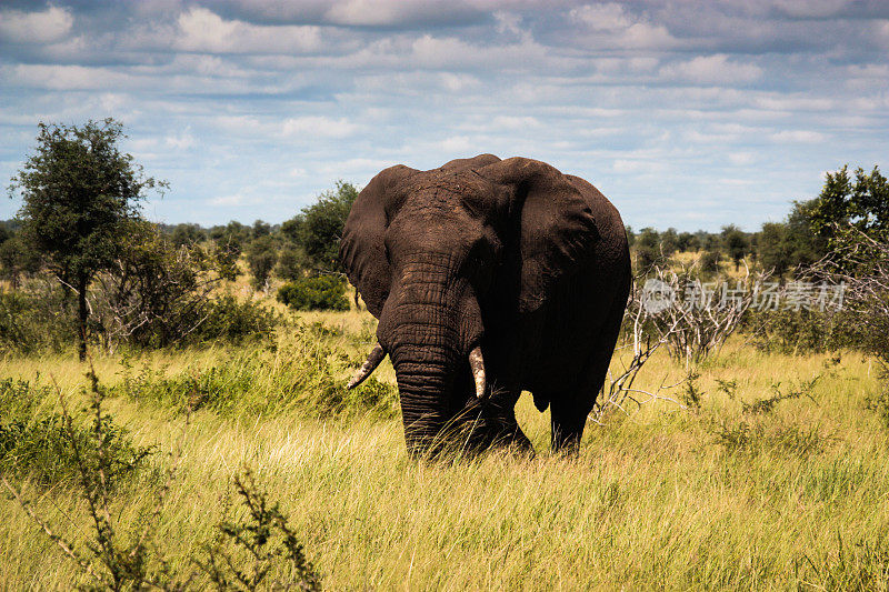 克鲁格国家公园的非洲象