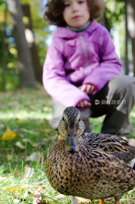 小女孩看着一只母鸭子在公园里散步