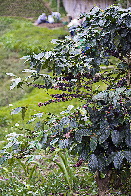 阿拉比卡咖啡豆收获