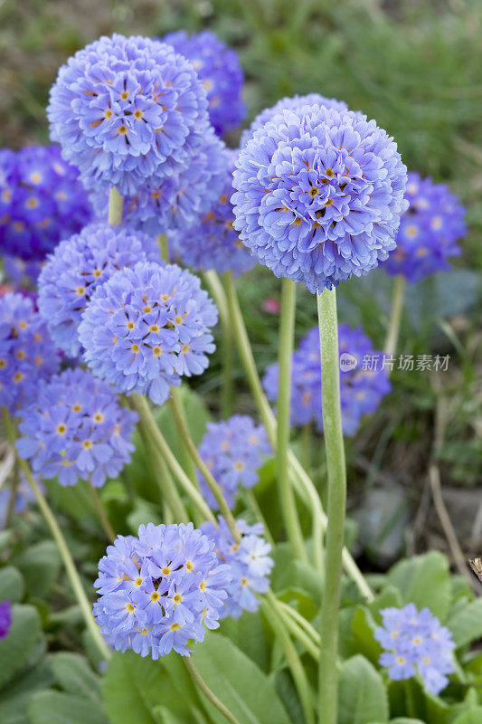 樱草属植物Denticulata