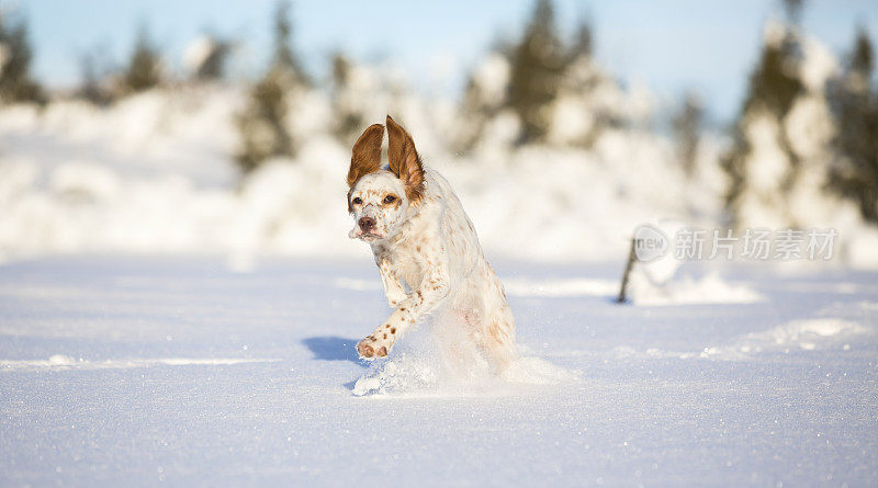 挪威辛弗杰尔・奥普兰，一只在雪地里玩耍的英国赛特犬