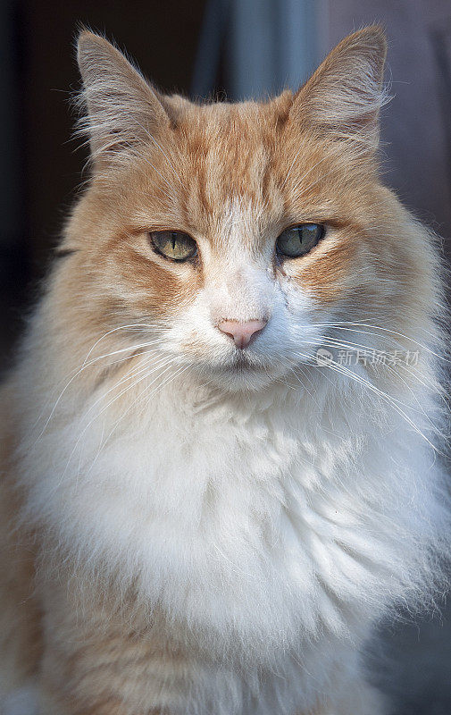 橙白色长毛猫肖像