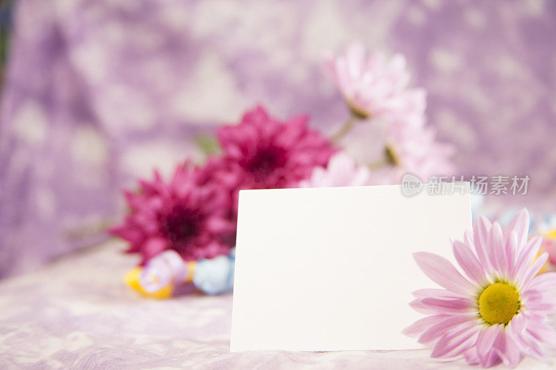 紫色的雏菊花束和白色的空白卡片。