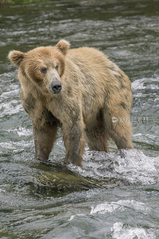 棕熊涉水在河里捕鲑鱼