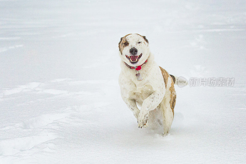 快乐的狗在雪中奔跑