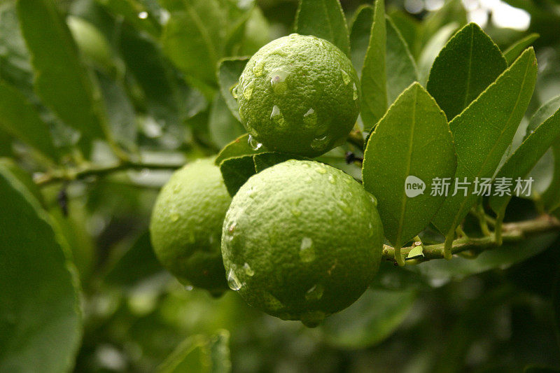 雨点落在成熟的酸橙上