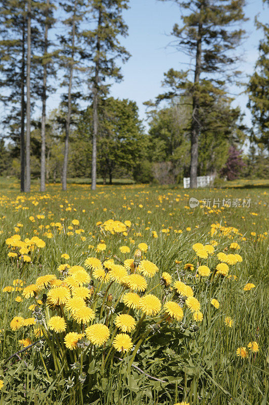 群dendelions