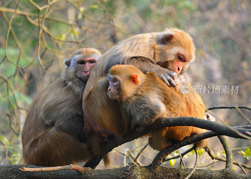 三只猴子坐在树枝上