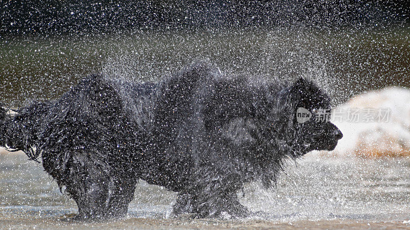 湿牧羊犬摇晃