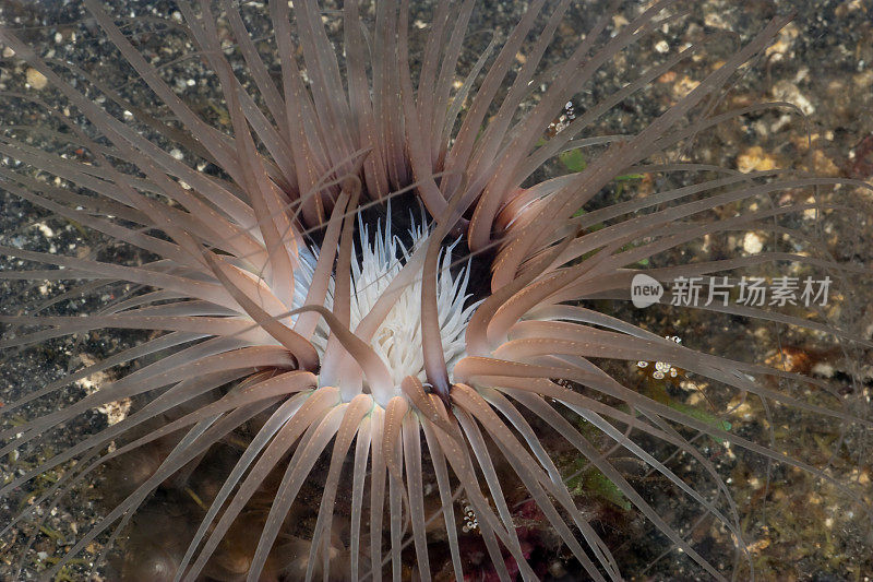 托管一些海葵虾的管海葵，伦贝海峡，北苏拉威西，印度尼西亚