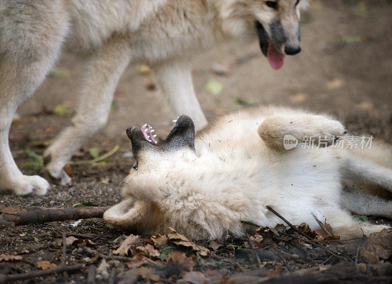 北极狼在野生动物中玩耍(XXXL)