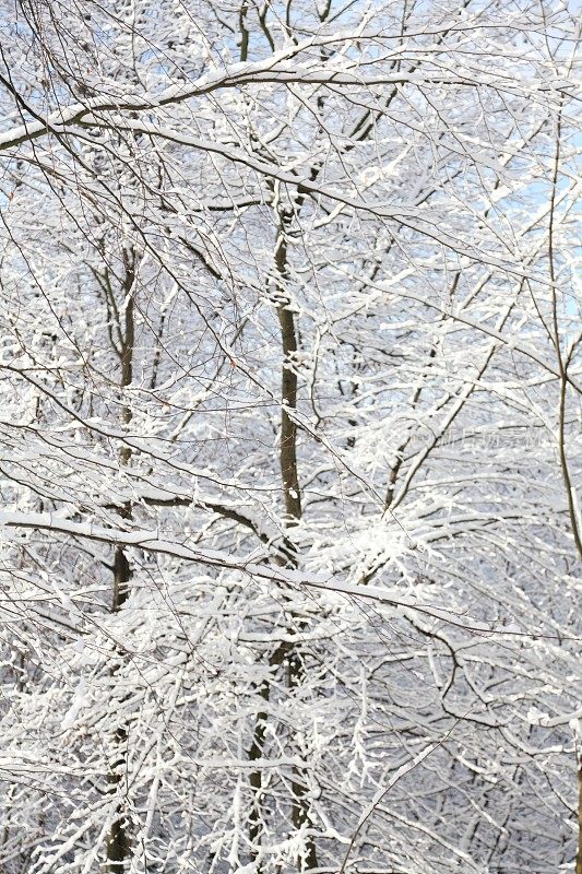 冬天的森林里有积雪的树枝