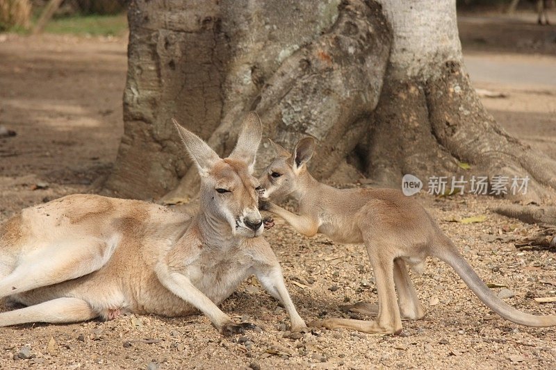 袋鼠和乔