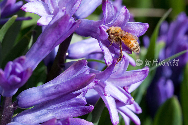 蜜蜂在紫风信子花上