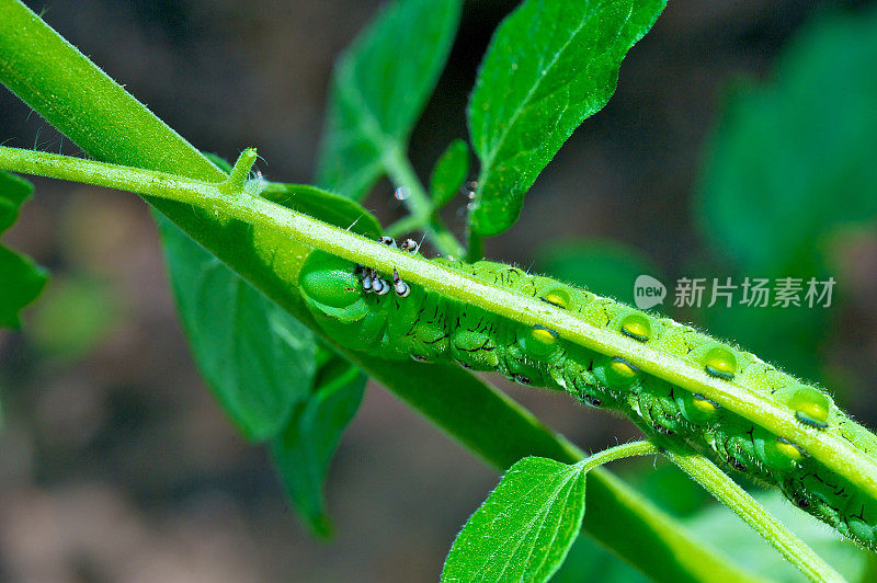 番茄角虫特写