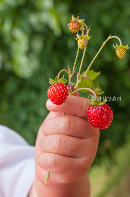 婴儿的手拿着野草莓