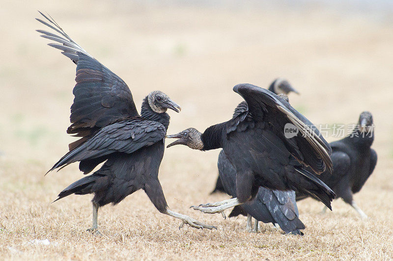 黑秃鹫战斗