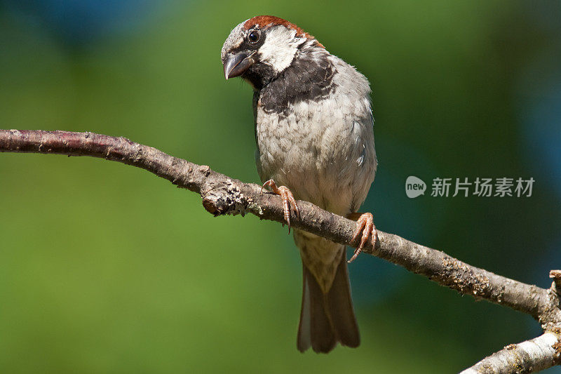 雄性家麻雀栖息在树上