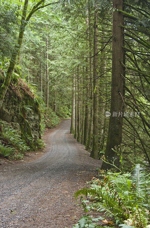 森林的路径