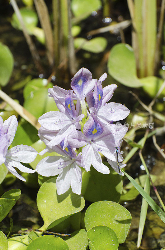 水葫芦水葫芦