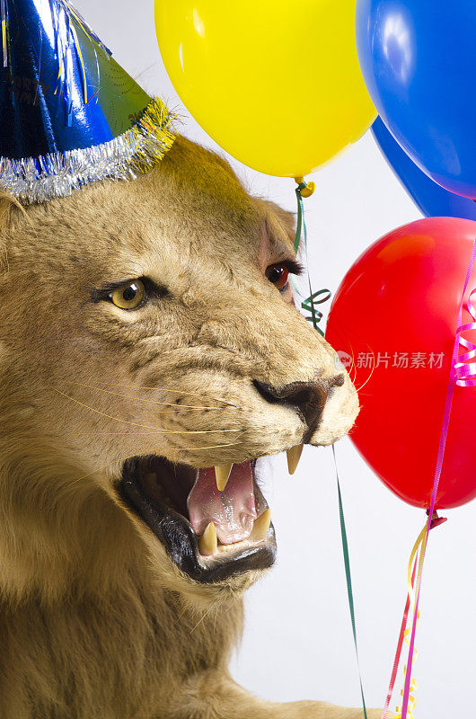 派对动物，气球狮子