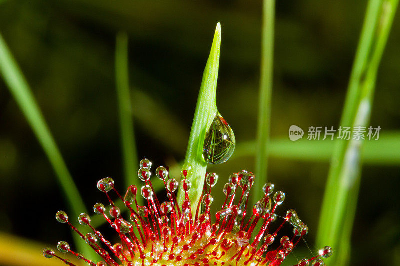 液滴和茅膏菜