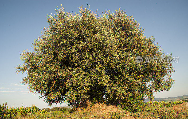 孤独的古橄榄树