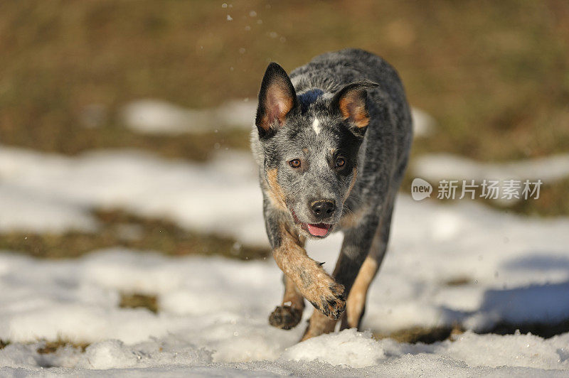 雪地上的牧牛犬