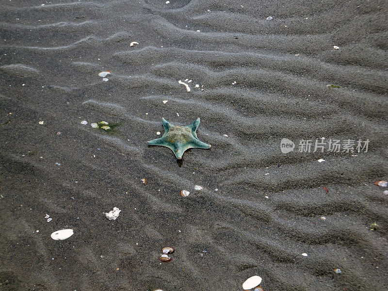 海滩上死了的绿色海星