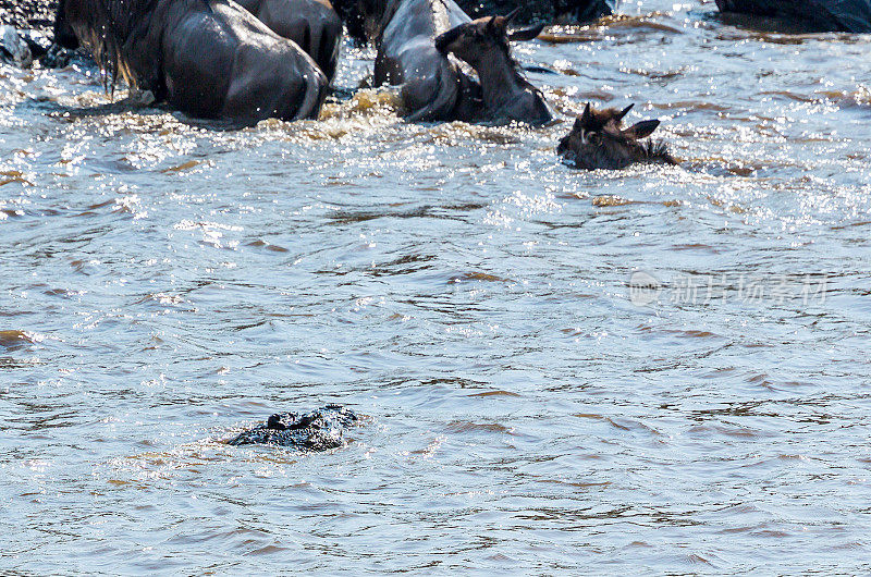 肯尼亚迁徙中的大角马遭遇鳄鱼袭击