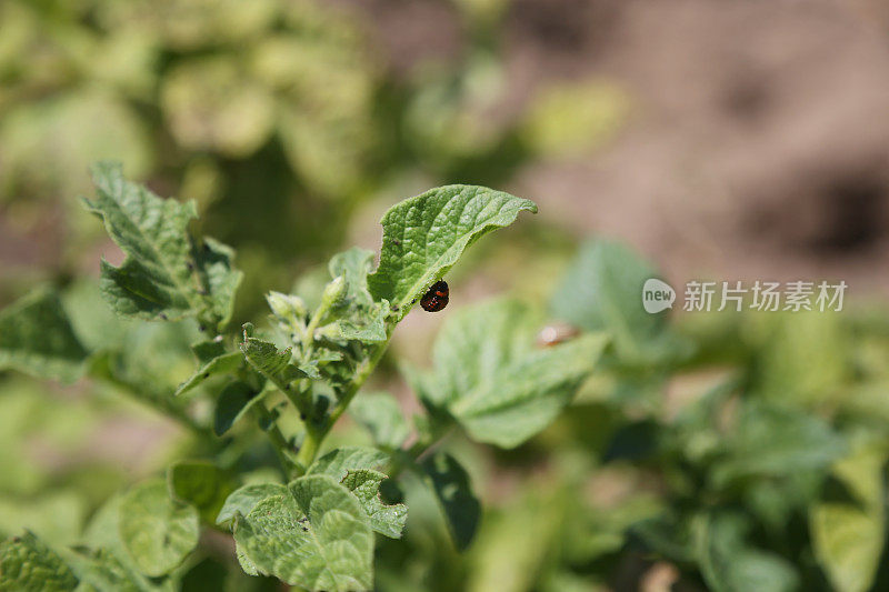 马铃薯甲虫