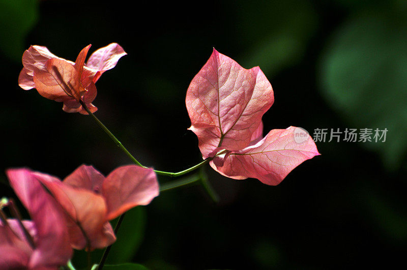 粉红色的叶子花属