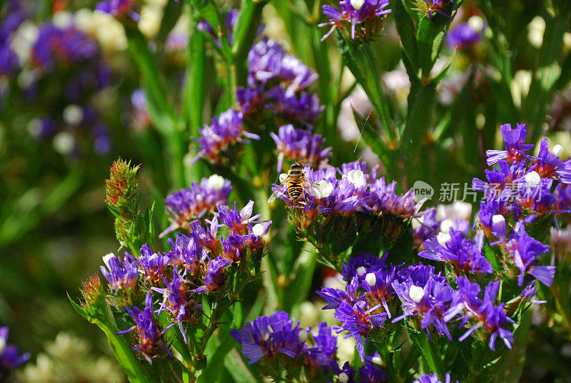 蜜蜂在勿忘我