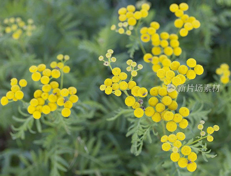 艾菊(Tanacetum)