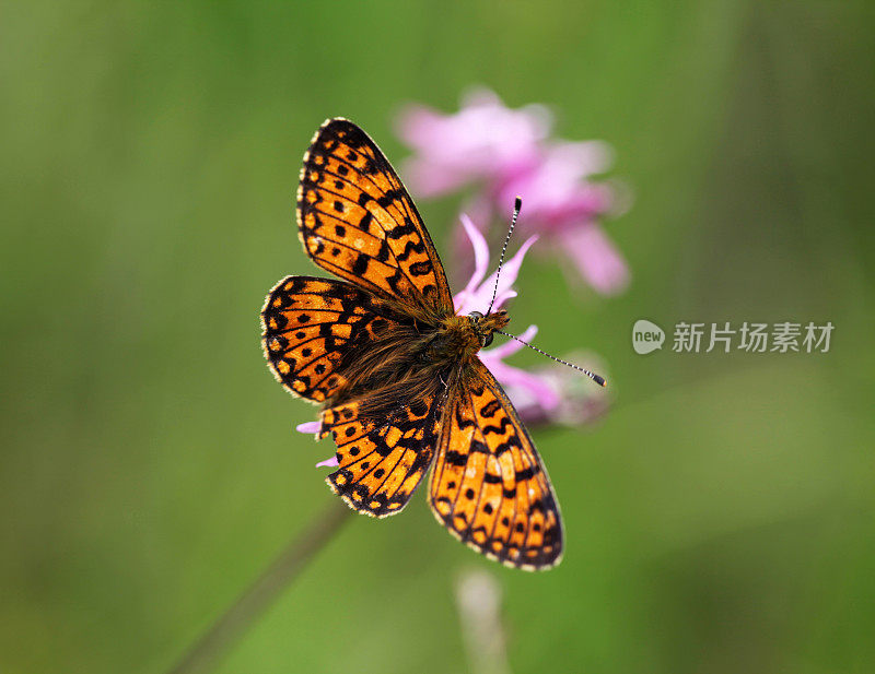 小珍珠边贝母近