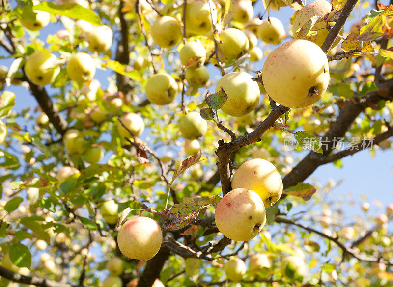 苹果树枝