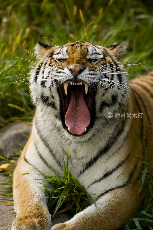黑龙江(西伯利亚)老虎。