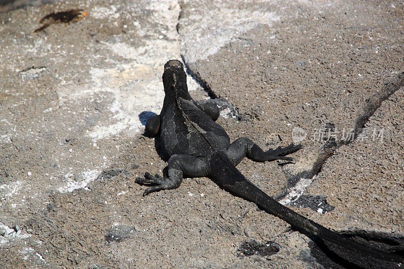 加拉帕戈斯群岛:加?海鬣蜥在宽边帽Chino(中国帽子)岛