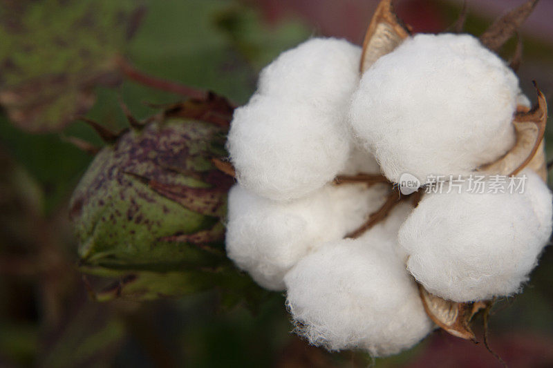 棉花产业