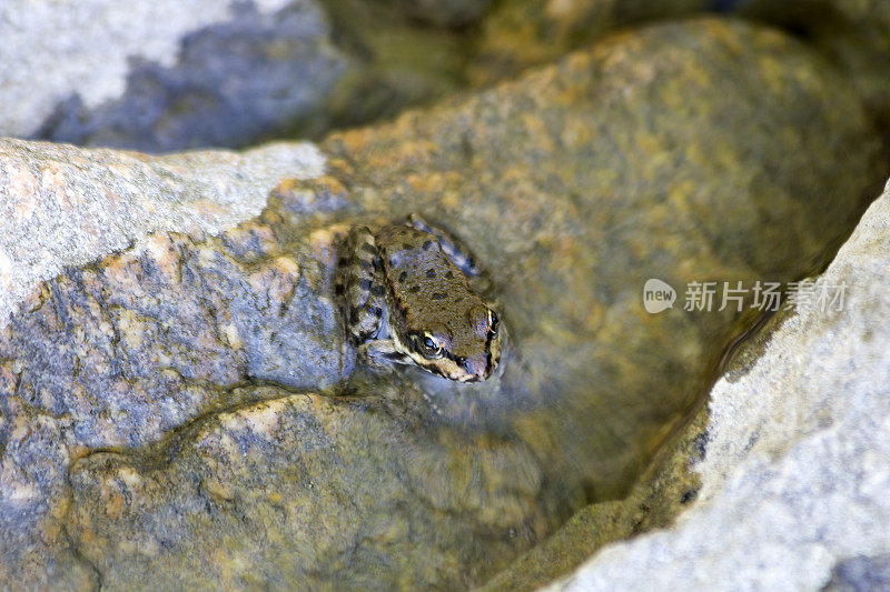 青蛙在水面上