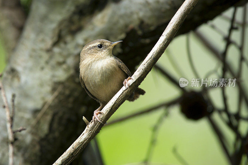 雷恩(Troglodytes-troglodytes)